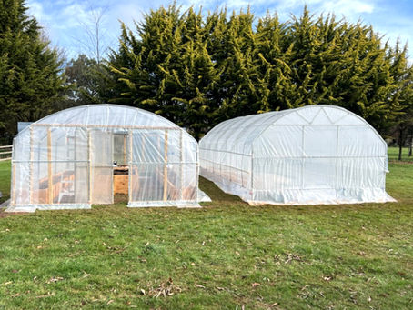 Why a Greenhouse is Your Garden's Best Investment: Unleash Your Inner Gardener!