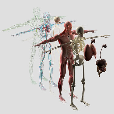 ANATOMY & PHYSIOLOGY CFMSR LEVEL4 b
