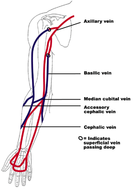 Phlebotomy course training