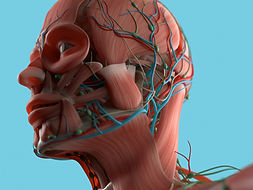 ANATOMY & PHYSIOLOGY CFMSR LEVEL4 b