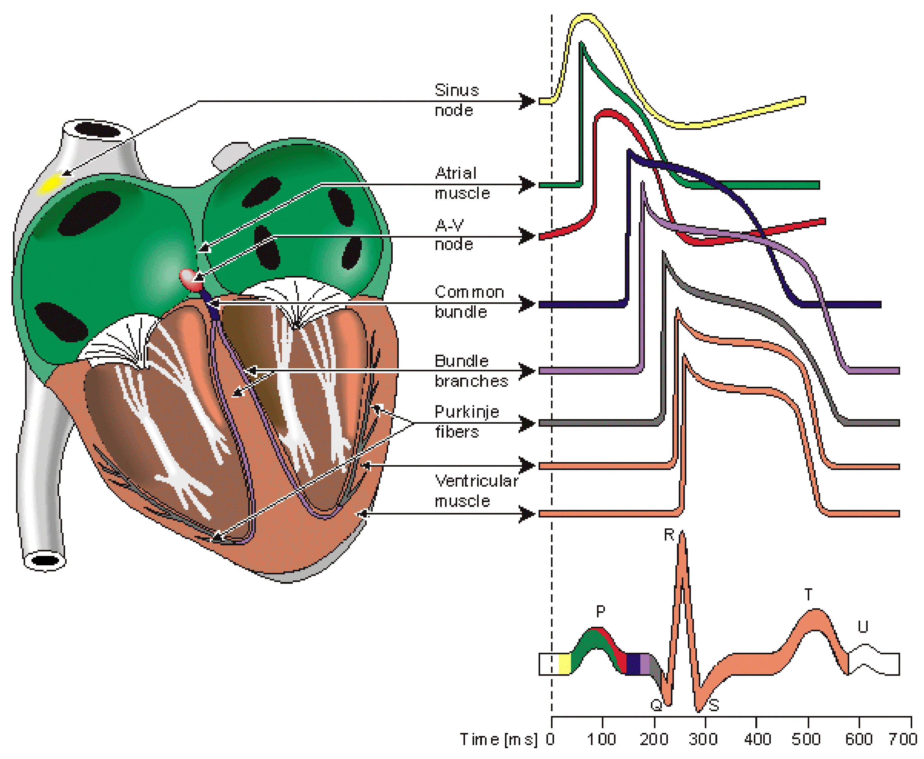 detailecg.gif