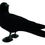 Thumbnail: Looking backward, flocked, full body crow decoy.....New in.