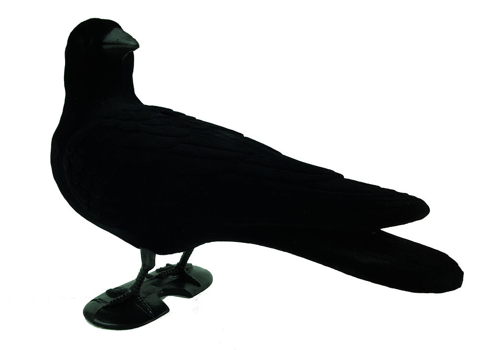 Thumbnail: Looking backward, flocked, full body crow decoy.....New in.