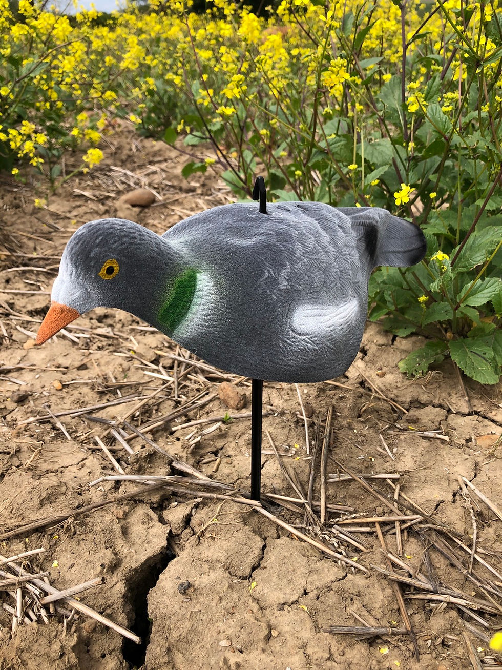 Thumbnail: 12 x HIGH DEFINITION FLOCKED HALF SHELL PIGEON DECOYS