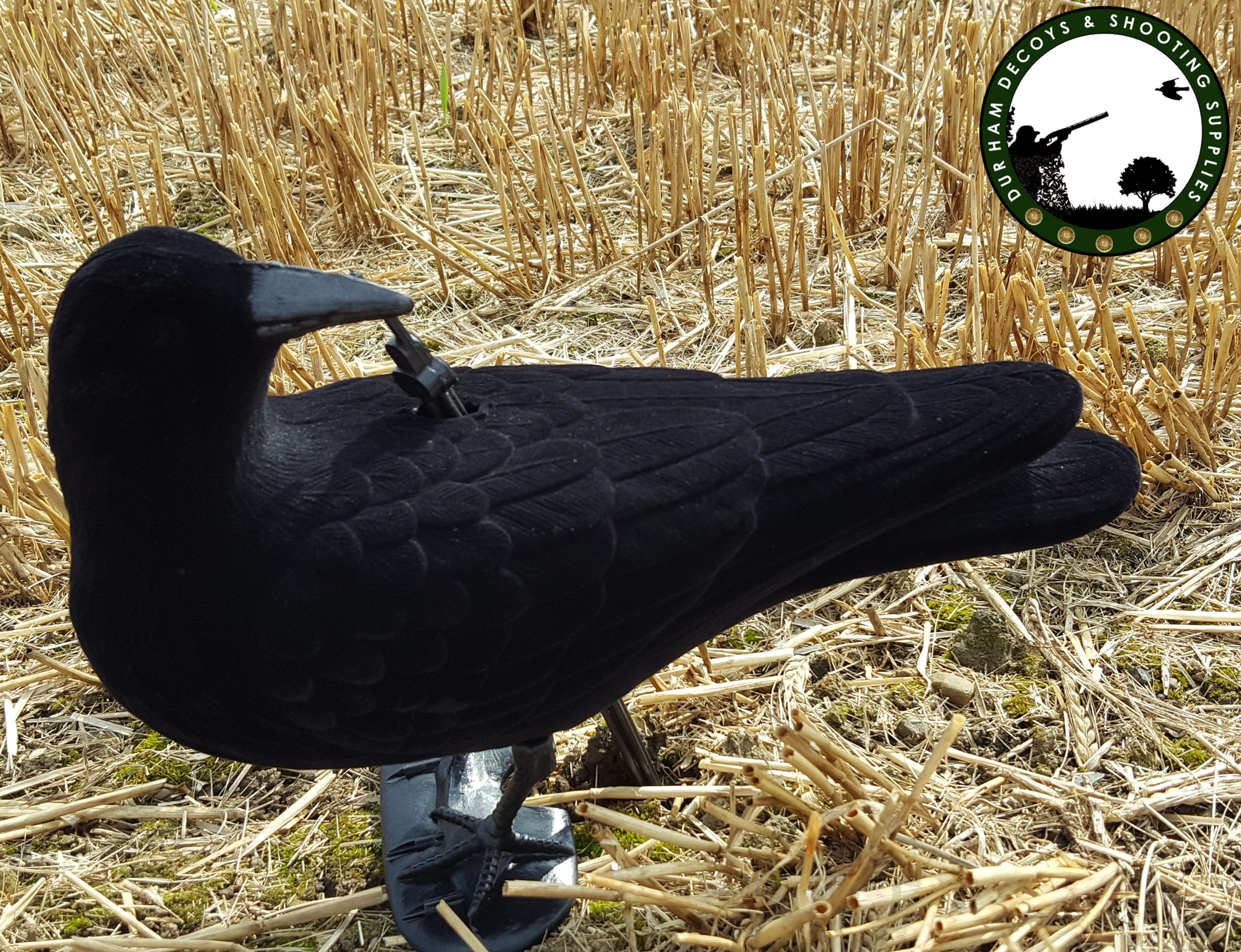 Looking backward, flocked, full body crow decoy.....New in.