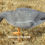Thumbnail: Goose Decoys, Flocked, Foamies, Canada, Greylag, Pinks, Sentry, Rester, Feeder