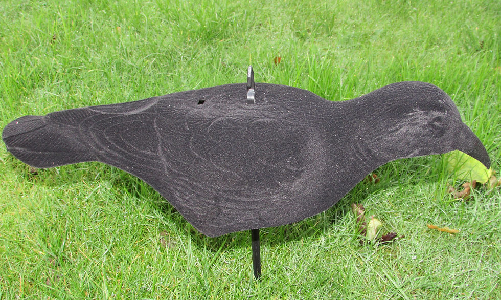Thumbnail: Flocked half shell crow - Set of 6