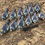 Thumbnail: 12 x HIGH DEFINITION FLOCKED HALF SHELL PIGEON DECOYS