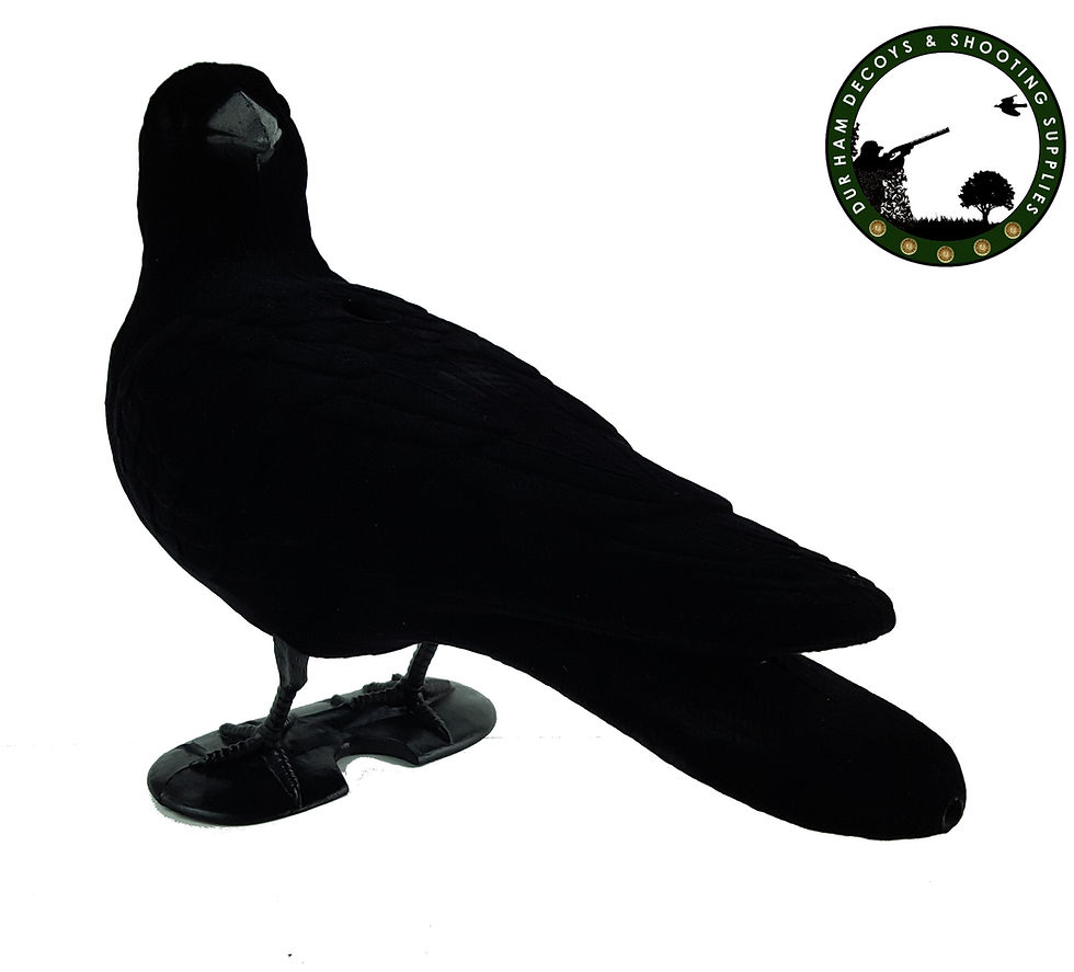 Thumbnail: Looking backward, flocked, full body crow decoy.....New in.