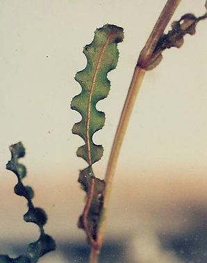 curlyleafpondweed2.tif