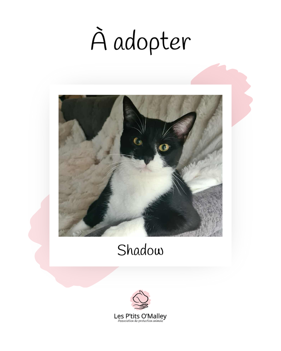 SHADOW, 11 mois, mâle, recherche une famille pour la vie