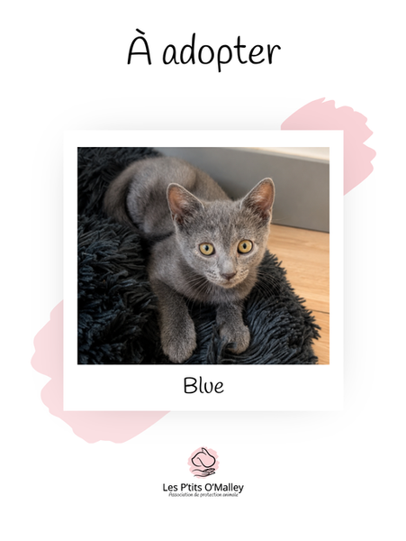 BLUE, 2 mois, femelle, recherche une famille pour la vie