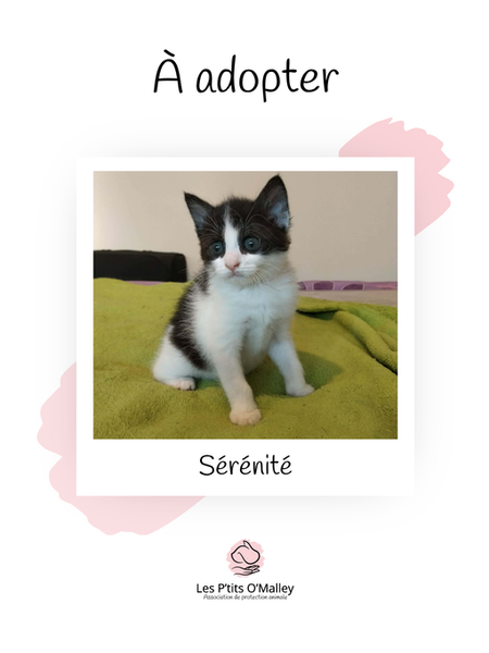 SERENITE,2 mois, femelle, recherche une famille pour la vie