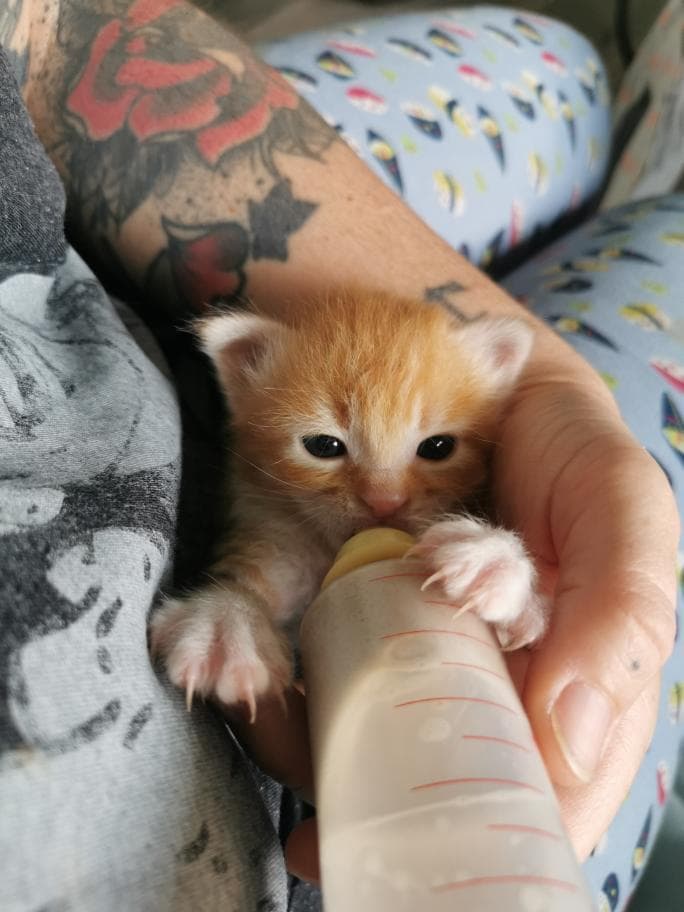 Un chaton roux buvant le biberon dans les bras de sa famille d'accueil
