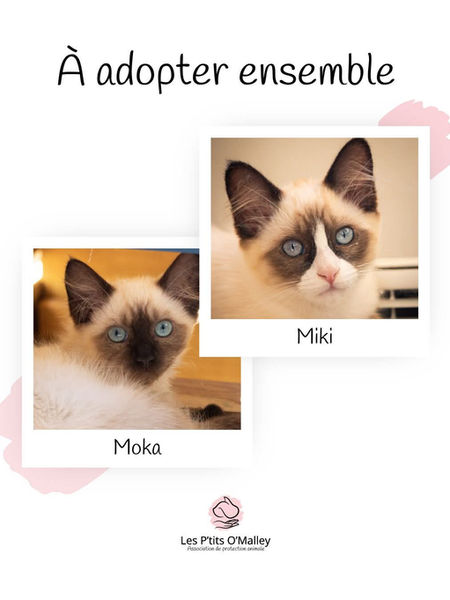 MIKI, 4,5 mois, femelle & MOKA, 4,5 mois, femelle, recherchent une famille pour la vie