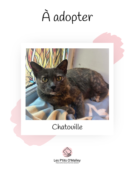 CHATOUILLE, 4 ans, femelle, recherche une famille pour la vie