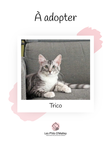 TRICO, 4 mois, femelle, recherche une famille pour la vie