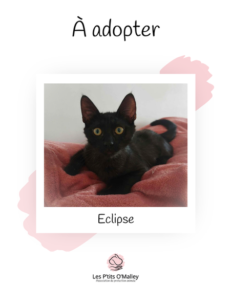 ECLIPSE, 4 mois, mâle, recherche une famille pour la vie