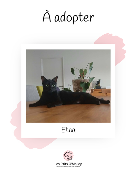ETNA, 1 an, femelle, recherche une famille pour la vie