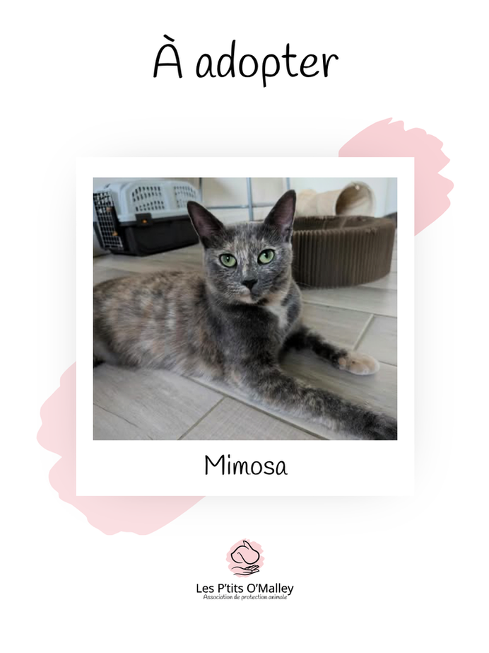 MIMOSA, 2.5 ans, femelle, recherche une famille pour la vie