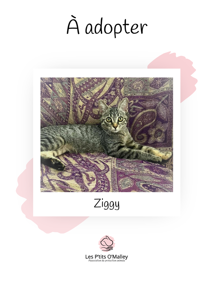  ZIGGY, 3 mois, femelle, recherche une famille pour la vie 