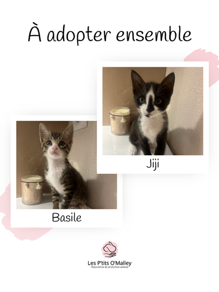  BASILE, 2,5 mois, mâle & JIJI, 2,5 mois, femelle, recherchent une famille pour la vie