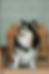 House of Pomskiesd Logo 2