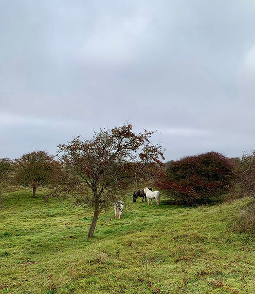 7th November 2025: Crook Bank to Bleak House