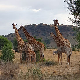 giraffe.jpeg