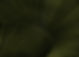Plant_edited.jpg