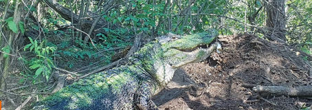 Alligator Nests!