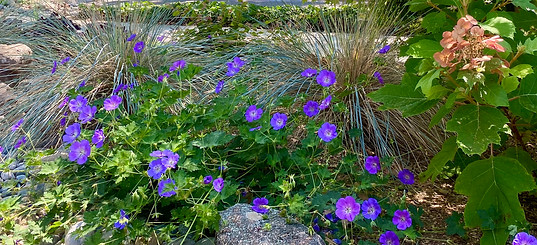 pollinator_garden_Redwood_City_5