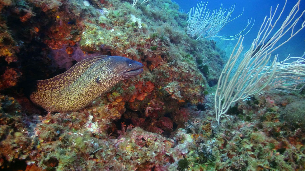 DSC00675