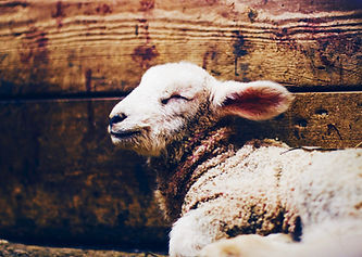 daniel-sandvik-IQBqIpa8VgI-unsplash 3.jp