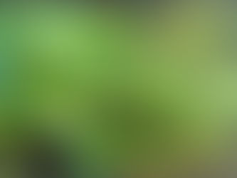 Fernage - Small Studies in Green