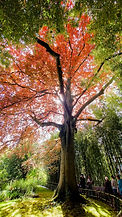 3 beuk tuin moner FR a74a69ae-3c45-47f4-b0f7-5f8a83339035.jpg