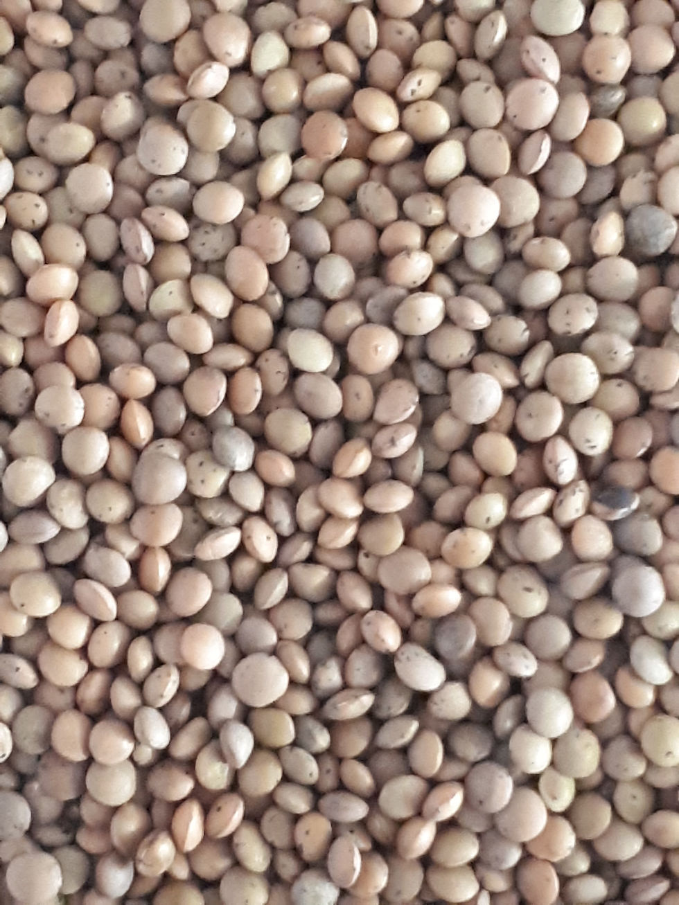 Lentilles brunes bio