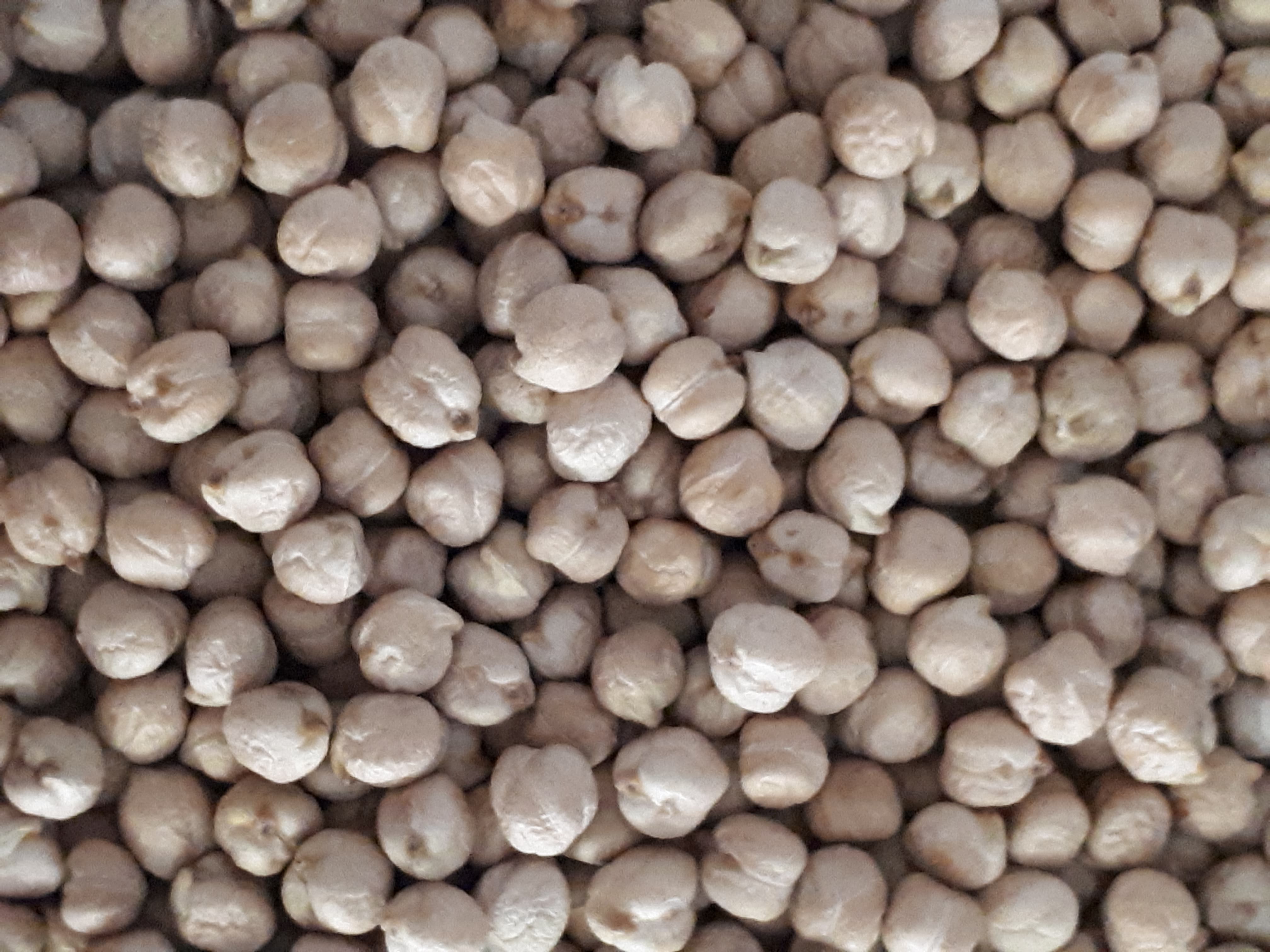 Pois chiches canadiens