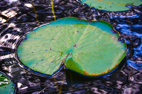 Nature Photography
