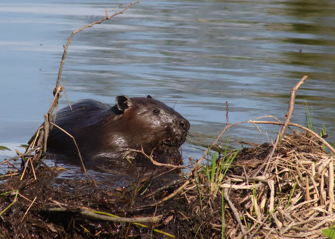 Beaver #2.jpg