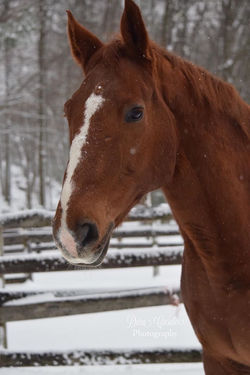 Moose