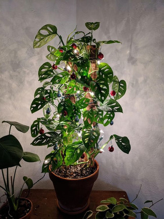 planta navideña