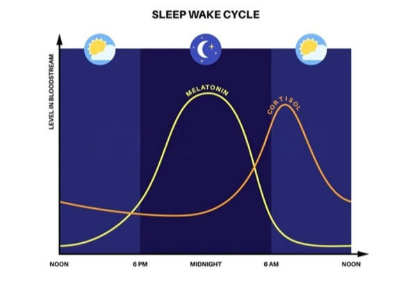 Sleep cycle or melatonin/cortisol rhythm chart