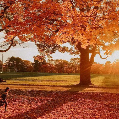 10 Must-Do Autumn Activities in Toronto (September–November)