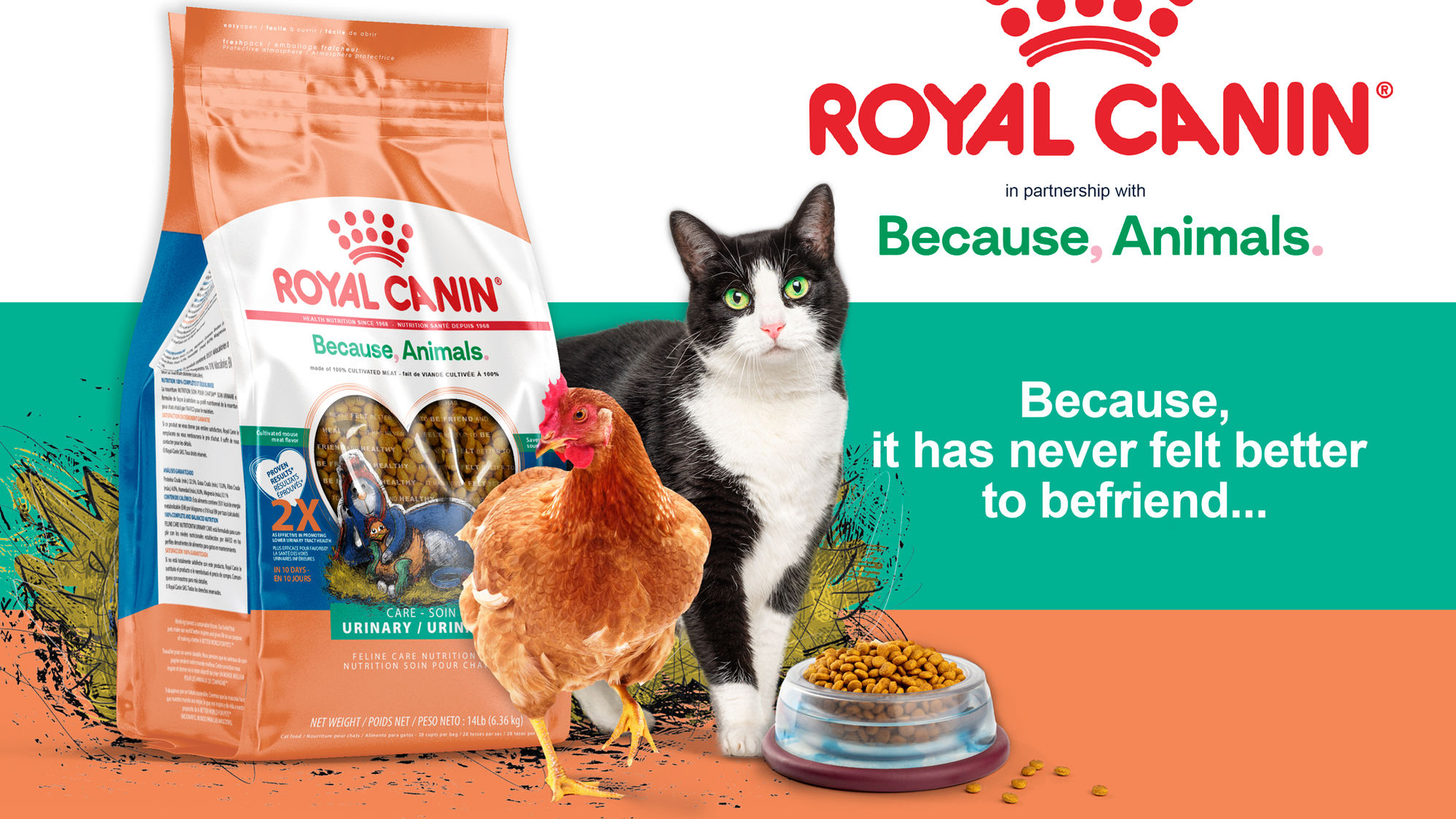 Friendship, friendship between cat and chicken, delicious, Cat and chicken, chick, illustration, painting, linocut, children illustration, cat, hen, rooster, bird, relaxing, cuddling, happy chicken, happy cat, barn, chicken scoop, Royal Canin, Because Animals, Lab meat, Cultivated Meat, Cat food, pet treats, case study, graphic design, packaging, branding, future, innovation, technology, lab grown meat, pet food, chicken flavour, dry food, wet food, can food, United States, Singapore, Dubai, Netherlands, Europe, America, pet food packaging, mklarochelle, mk larochelle, mklarochelleartist, @mklarochelleartist, @mklarochelle, @royalcanin, @becauseanimals