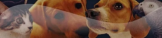 Dog Training At Pune Pet Park I have been training dogs for 30 years and i have not yet met a dog i could not train.