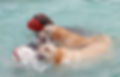 Dogs Swimming at Pune Pet Park