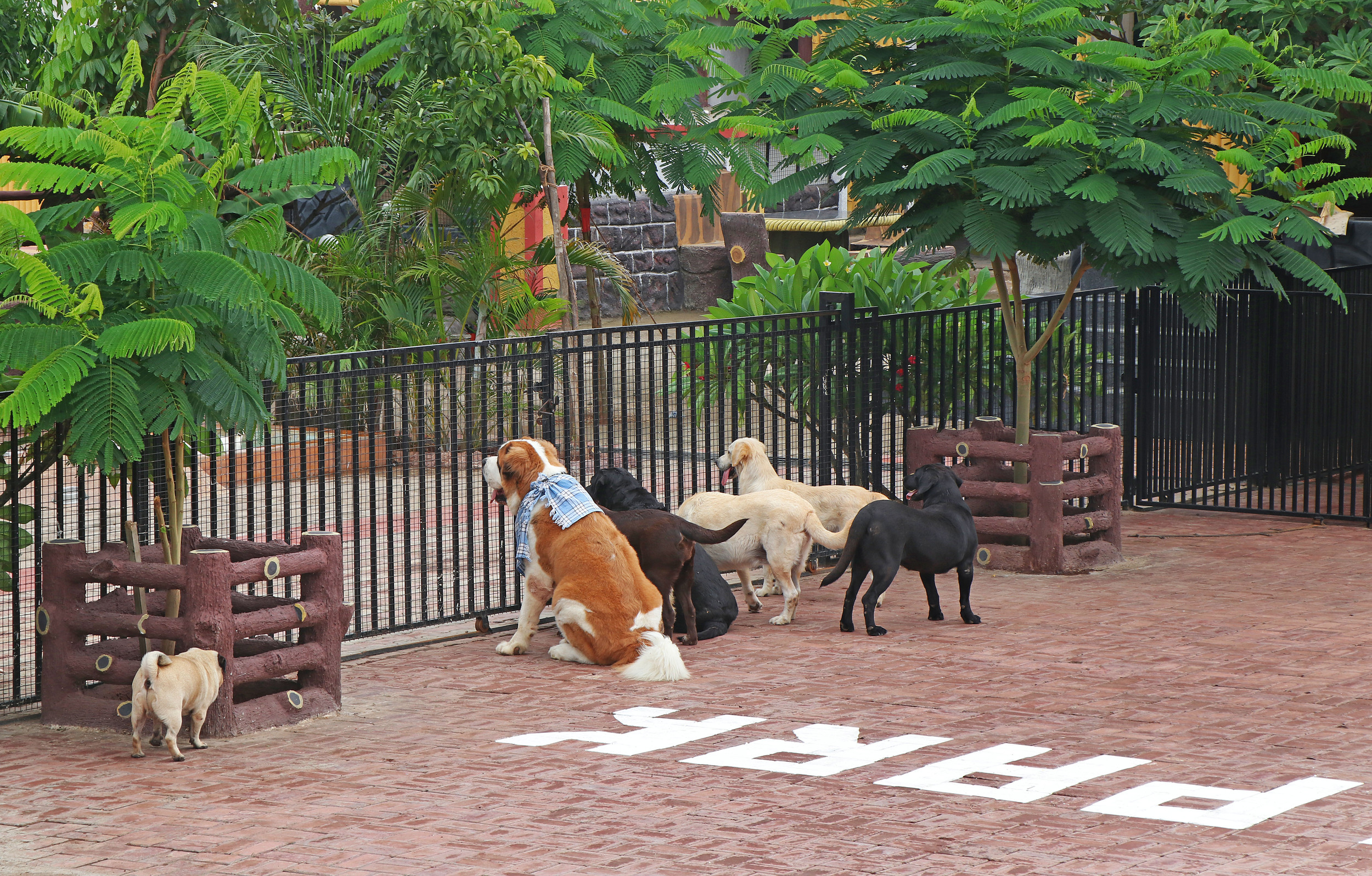Pune Pet Park Dog Training