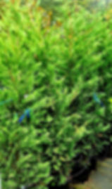 Leylandii 20L 250 cm