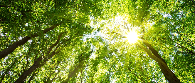 Tree-Canopy.png